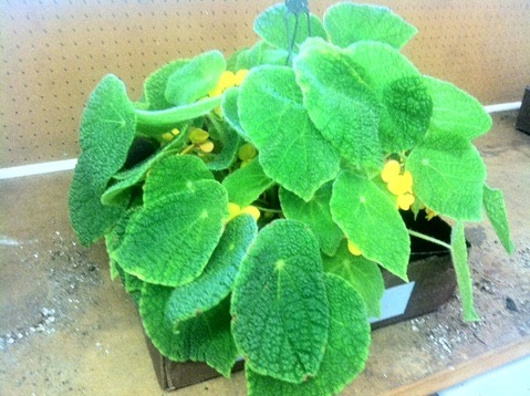 B. duncan-thomasii